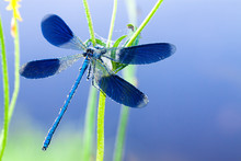 Dragonfly On A Flower On A Spring Meadow
