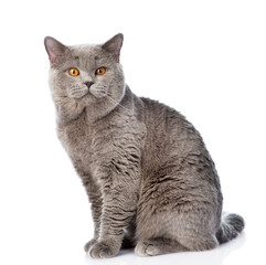 Poster - Big scottish cat looking at camera. isolated on white background