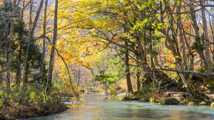  Mysterious Oirase Stream flowing through the autumn forest in To