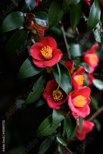 椿の花 이 스톡 사진 구입 및 Adobe Stock에서 유사한 이미지 검색 Adobe Stock