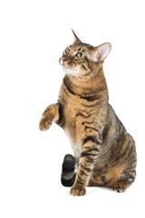 Wall Mural - Toyger breed koshekna white background in studio