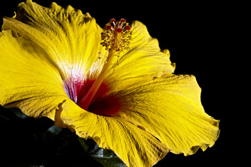 macro of yellow and red hibiscus mflower