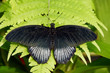 Grosser Mormonenfalter - Papilio memnon