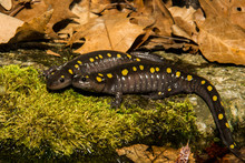 Spotted Salamanders