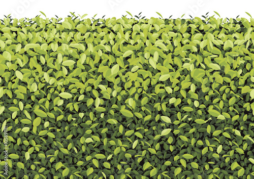 Fotomural Green Tree Wall on isolated Vector