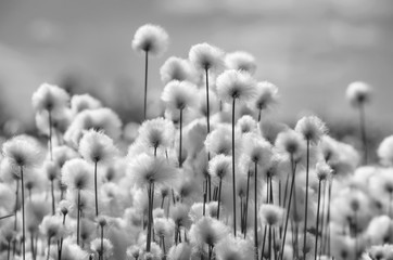 spring landscape with blooming cotton grass in black and white