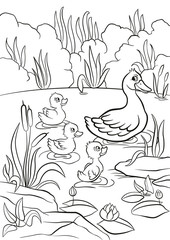 Wall Mural - Coloring pages. Kind duck and free little cute ducklings swim on the lake. They are happy and smile. There are bushes, grass, stones, water lilies and reeds around. Summer.