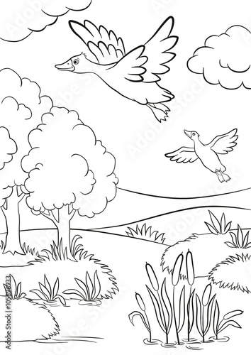 forest trees coloring pages  super kins author