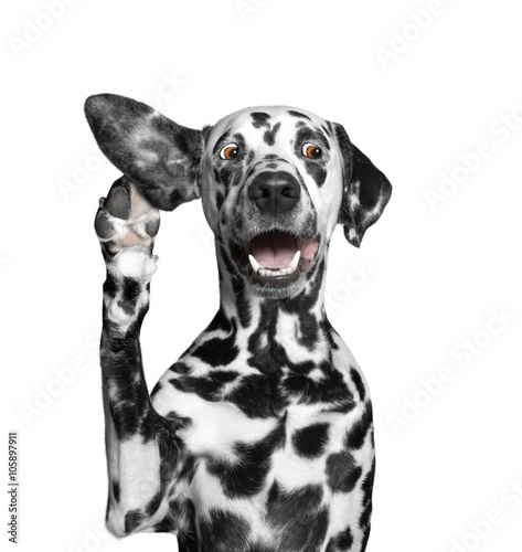 Foto Hund hört aufmerksam auf seinen Besitzer