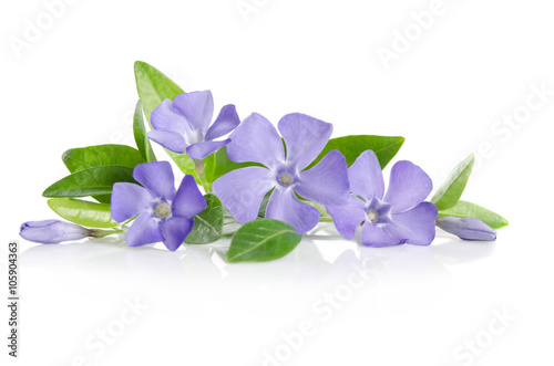 Fotomural Blue Periwinkle flowers on a white background