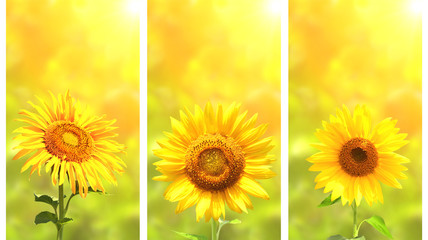 Fotomurales - Set of banners with sunflower on green sunny background