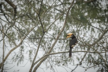 Beautiful big bird hornbill on a tree in Kaziranga, India / Beautiful hornbill on a tree in Kaziranga, India