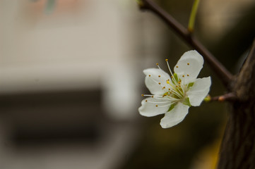 White flowers left