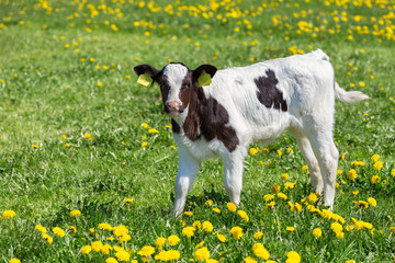 Standing newborn calf in meadow with yellow dandelions