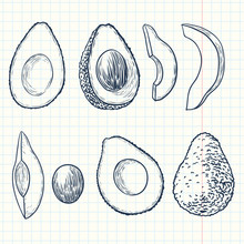 Doodle Hand-drawn Vector Avocado Illustration