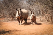 White rhino with a baby rhino