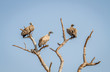 White-backed vultures in a tree