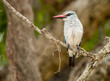 Woodland kingfisher on a branch