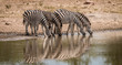 Drinking Zebras
