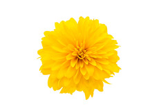 Yellow Chrysanthemum Isolated