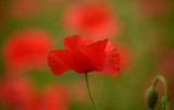 Fototapeta Maki - Beautiful red poppy isolated of intense color 