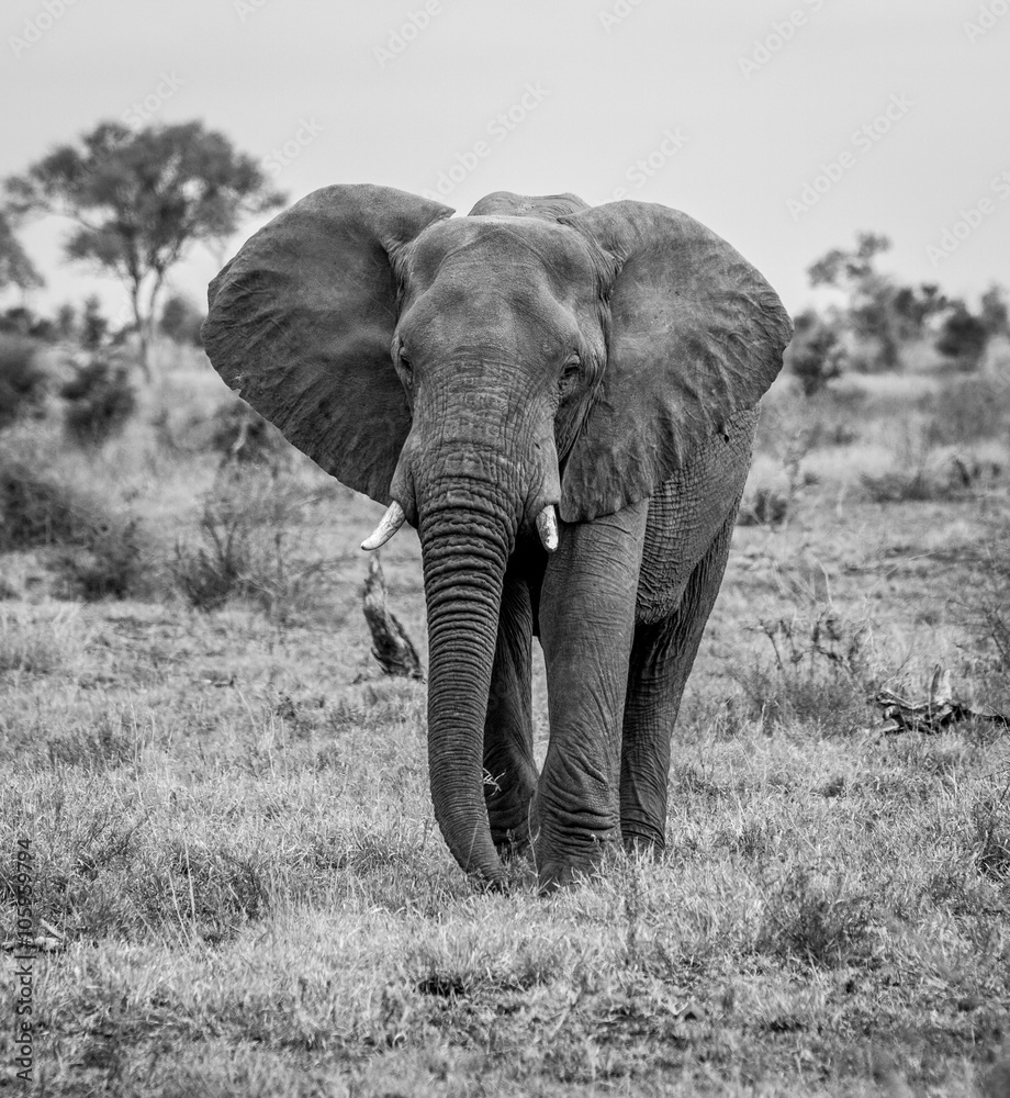 An Elephant walking towards the camera in black and white - obrazy, fototapety, plakaty 