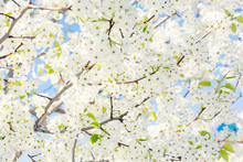 Spring Tree With White Flowers Against Blue Sky