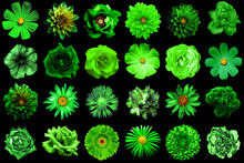 Mix Collage Of Natural And Surreal Green Flowers 24 In 1: Peony, Dahlia, Primula, Aster, Daisy, Rose, Gerbera, Clove, Chrysanthemum, Cornflower, Flax, Pelargonium Isolated On Black