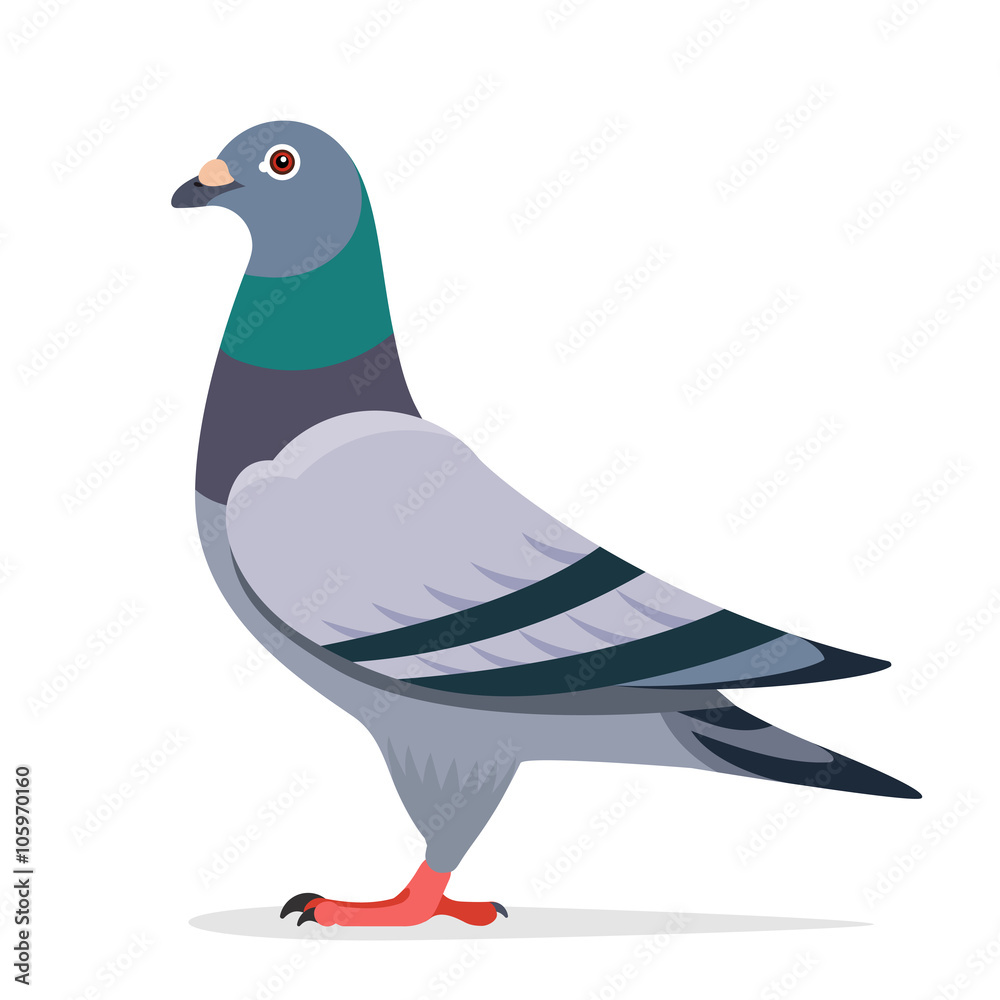 Pigeon vector character - obrazy, fototapety, plakaty 