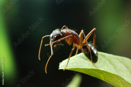Plakat Makro- fotografia przy wysokim powiekszaniem mrówka