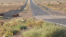 Cows Crossing A Country Road - Open Range