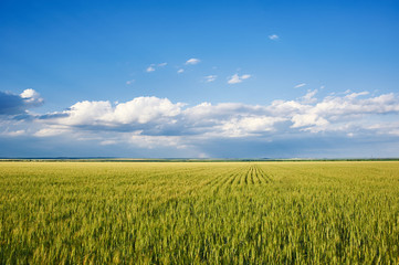 spring landscape - green grass wheat field and blue sky