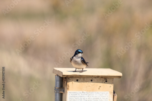 Fotografie, Obraz Blue Tree swallow bird, Tachycineta bicolor, sits on a nesting box in San Joaqui