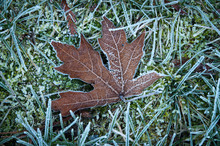 Dry Maple Leaf On A Frost Touched Lawn