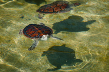 Two Green Sea Turtle In The Farm Pool