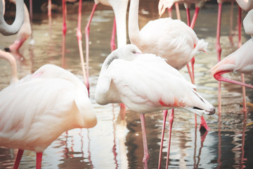 Wall Mural - Beautiful pink flamingos in nature