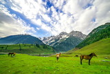 Fototapeta Konie - Horses Grazing on a Hill,kashmir
