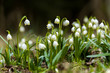 © ArtushFoto - early spring snowflake flowers