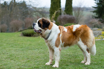 Portrait of a nice St. Bernard dog