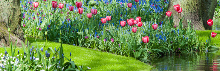 Tulip garden