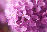 Fototapeta Kwiaty - lilac flowers