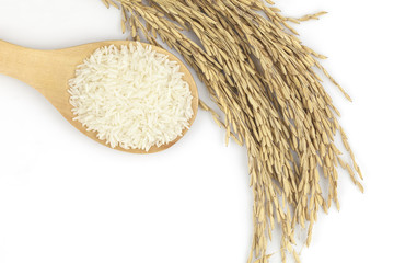 Uncooked Thai rice and paddy rice on white background, Healthy F