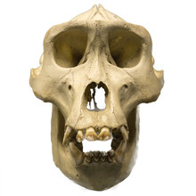 Male Gorilla Skull Isolated On White