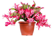 Indoor Flowering Plant