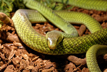 Snake In The Terrarium - Green Rat Snake