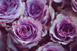 Purple rose flower bouquet vintage background, close up of wedding bouquet