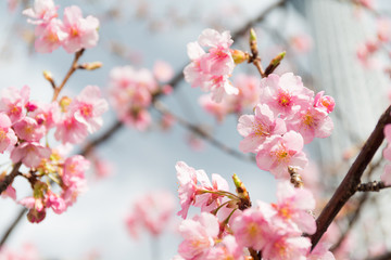 Canvas Print - Sakura