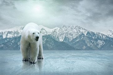white polar bear on the ice