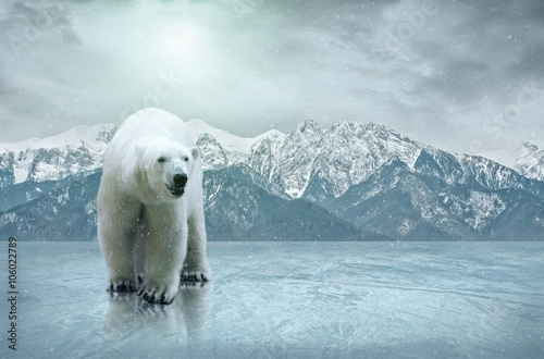 Fotografía Blanco oso polar en el hielo