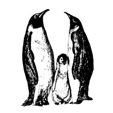Family Of Penguins With Fledgling Sketch Ink Hand Drawn Vector Illustration